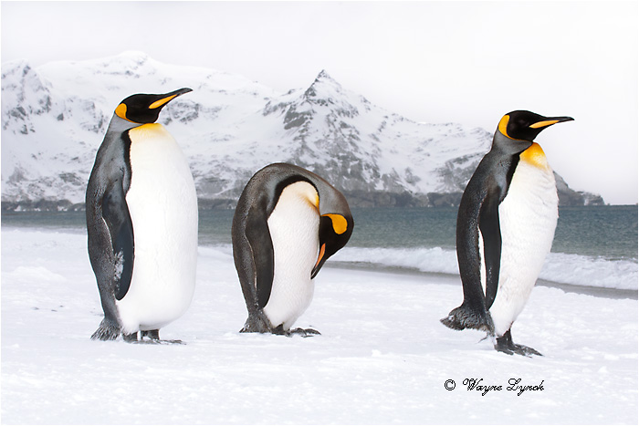 King Penguins 124  by Dr. Wayne Lynch &copy;